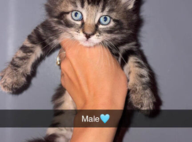 4 Maine coon X kittens