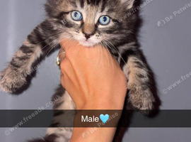 Last 3 Maine coon kittens for sale