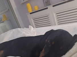Reggie Roo the dashhound