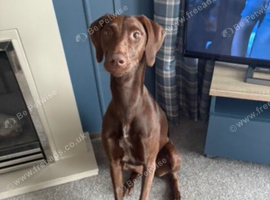 SH German Pointer / Lurcher