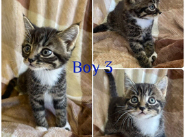 Gorgeous litter of kittens