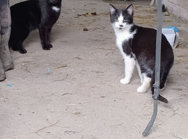 Farm/feral cats
