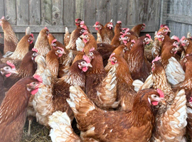 ISA brown hens POL