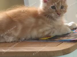 Maine coon kittens