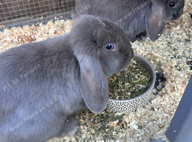 2 female rabbits & hutch