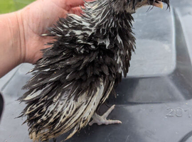 Chick looking for home