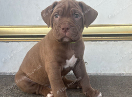Mastiff pups