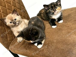 Ragdoll x kittens