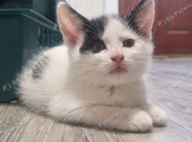 2 Male and 1 female playful kittens