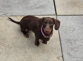 2x miniture dachshund puppys