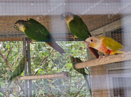 Green cheek conures