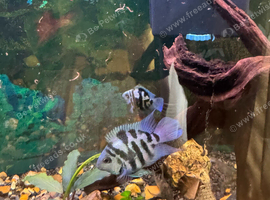 Two Blue Polar Cichlids