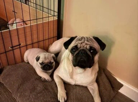 Pug Puppy Ready Now To Leave