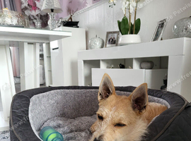 Jack Russell