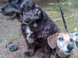 Dog Walker & Pet Sitter