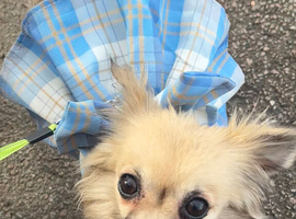 Beautiful long haired female chihuahua