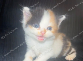 3 kittens for sale