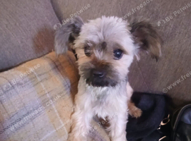 Yorkie Chihuahua