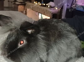 Black and grey lionhead rabbit