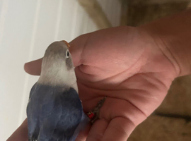 Fully tamed baby love bird for sale
