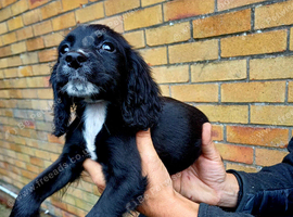 Cocker spaniel puppy's