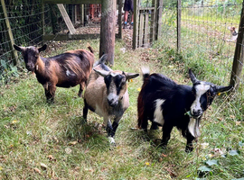 Three breeding females