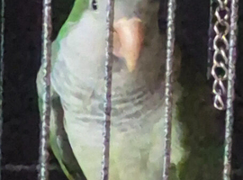 Beautiful Quaker parrot