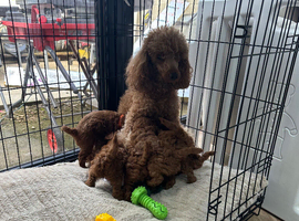 Pure toy poodles