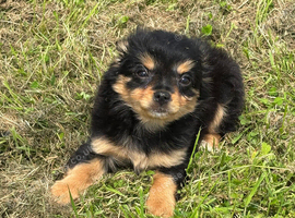 Pomeranian pup