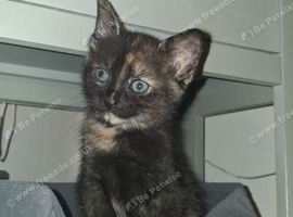 Maincoon X back up to rehome