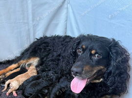 Cockapoo/toy poodle puppies