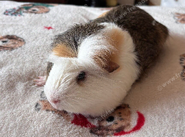 3 Beautiful Boar/Male Guinea Pigs.