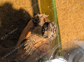 Musk turtle
