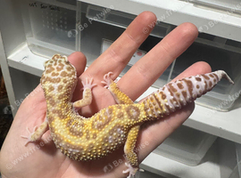 Various adult leopard geckos