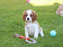 PLAYFUL CAVALIER X PUG  PUPPIES FOR SALE