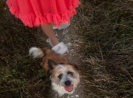 Jackchi looking for forever home