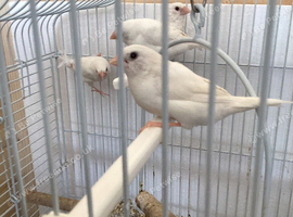 Bengalese for sale