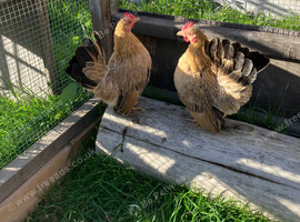 2 Serema hens, as photographed