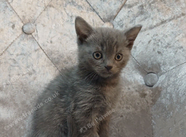Beautiful kittens