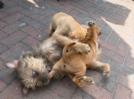 Beautiful little if sharpie cross puppies