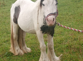 Mini cob gelding