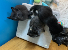 3 female kittens