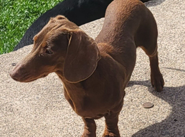 Choc&tan miniature dachshund female