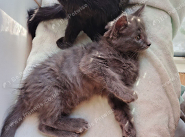 4 Fluffy domestic longhair kittens