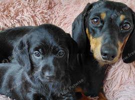 Doxiepoo for sale