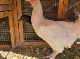 Female chickens x 2