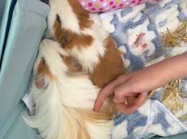 Two beautiful brother guinea pigs