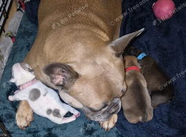 2 French Bulldog puppies
