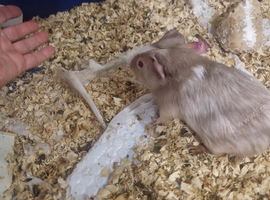 2 x Young Male Baby Guinea Pigs for sale