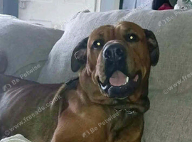 Rottweiler x mastiff
